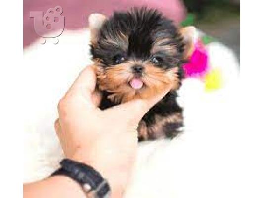 Γερμανικο ποιμενικο καθαροαιμο κουταβακι